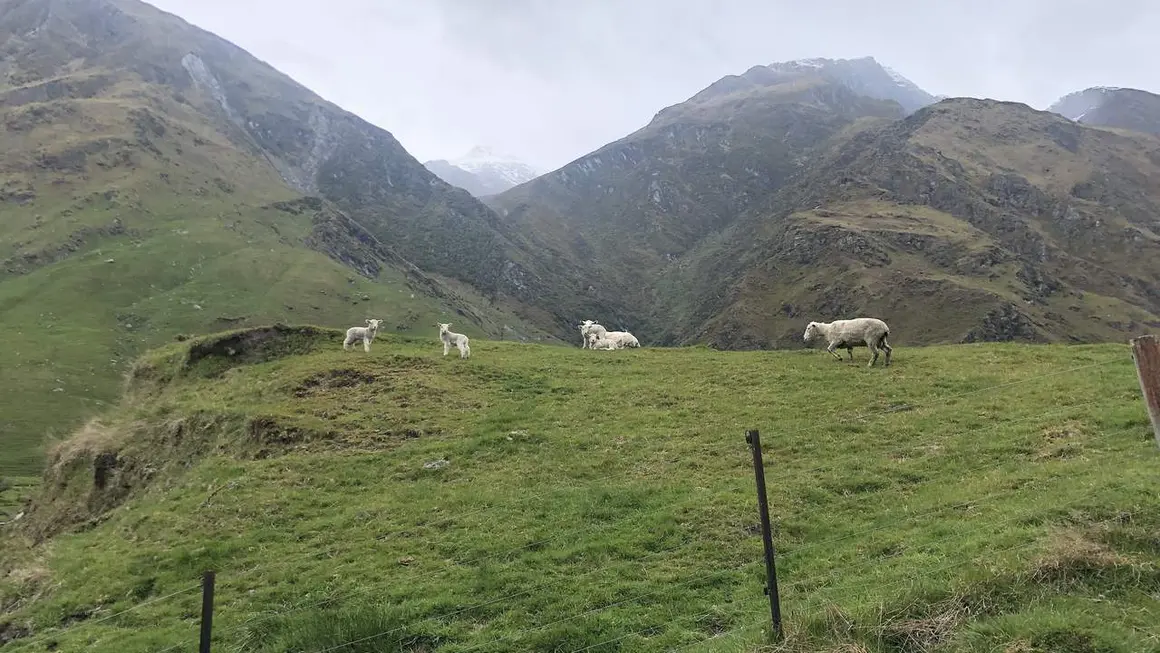 idiomas en origen, fotos Nueva Zelanda33