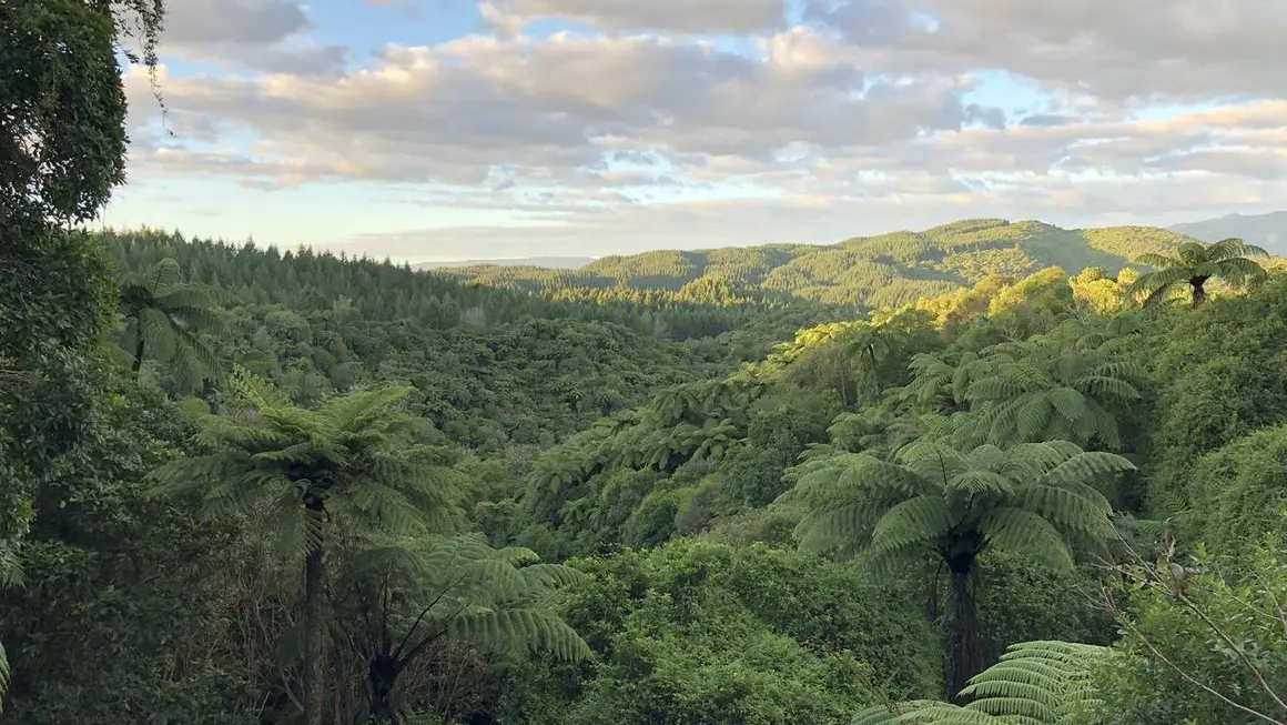 idiomas en origen, fotos Nueva Zelanda7